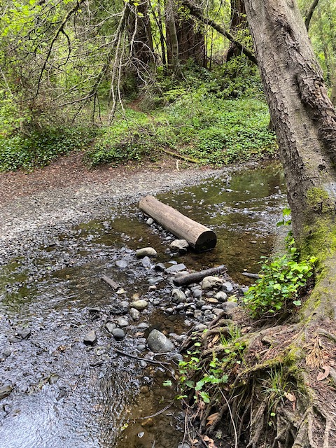 Go With the Flow! Barriers to Fish Passage