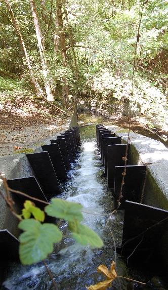 New Fish Passage in La Honda’s Alpine Creek