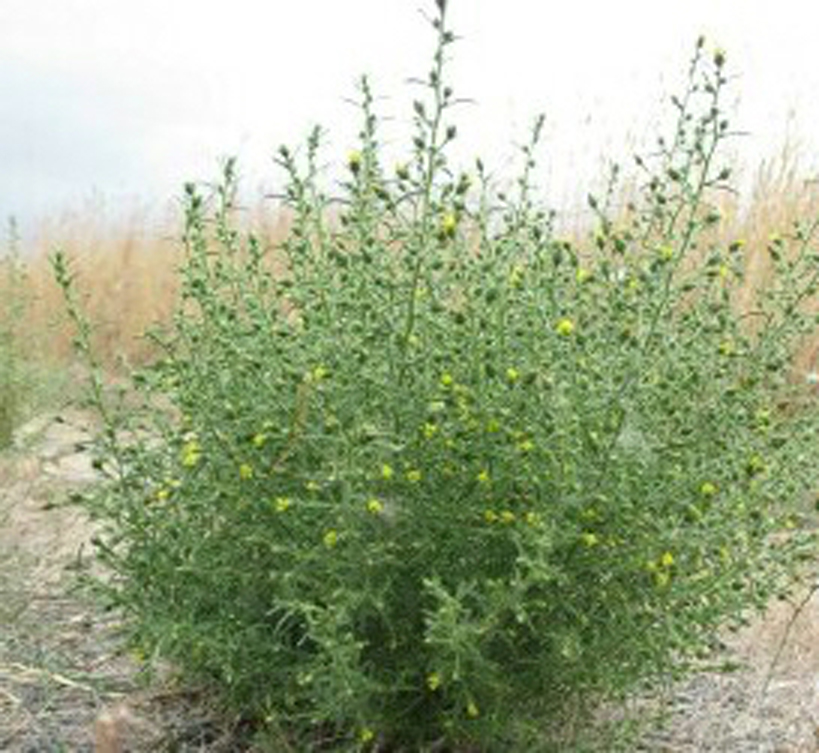 New Invasive in Town!