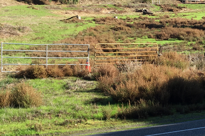 Landscape in San Gregorio showing lots of brown stinkwort.
