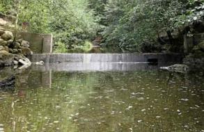 Pescadero Creek dam removed for coho salmon
