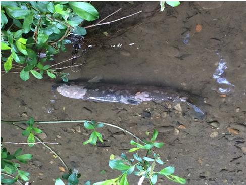 News from the RCD: The Need for a Stream Gage