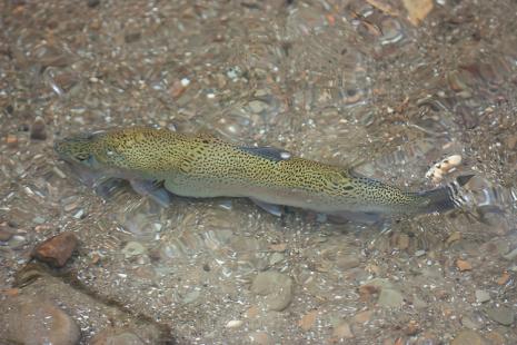 Plan to Save Pescadero Steelhead Succeeds