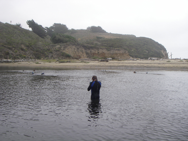 Meet the Sticklebacks!