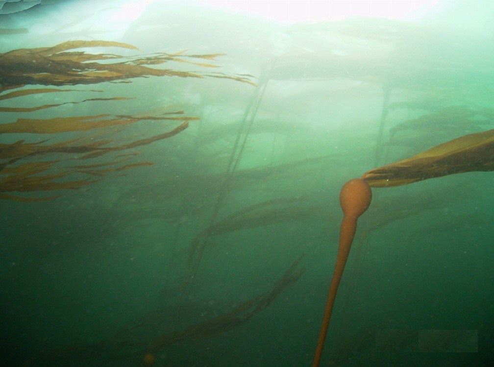 Bull Kelp, Strategic Planner