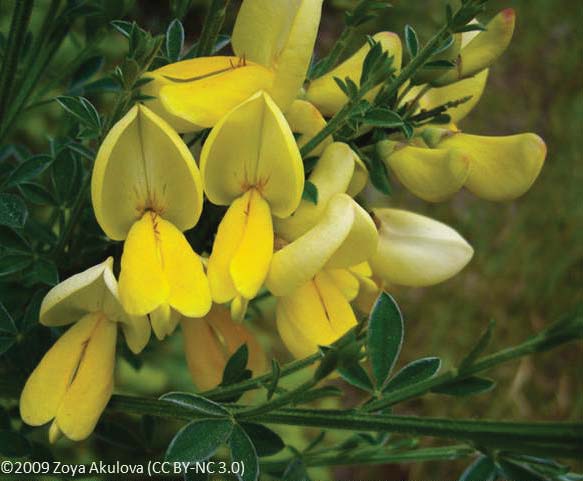 Scotch Broom – Beautiful Scourge and Firebrand