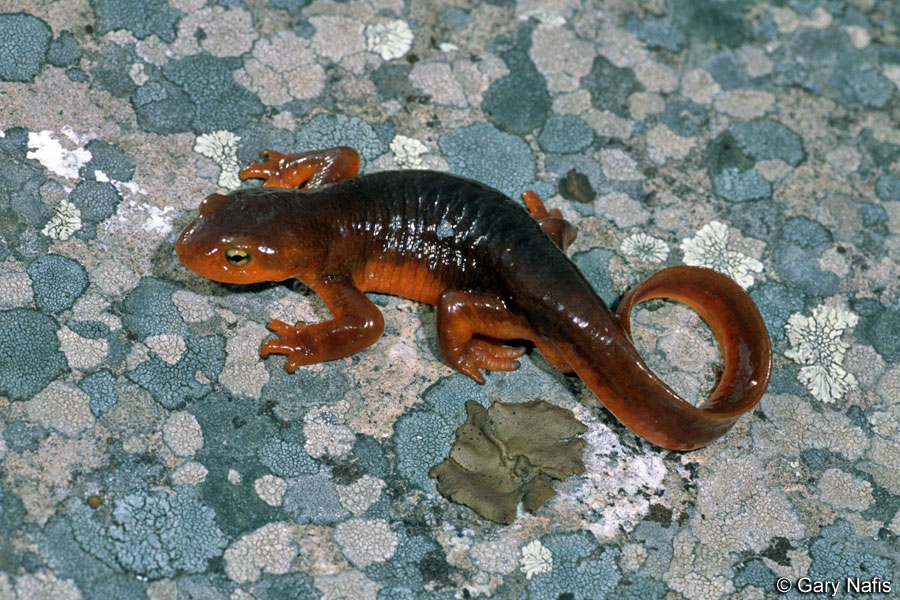 Coastal Newts